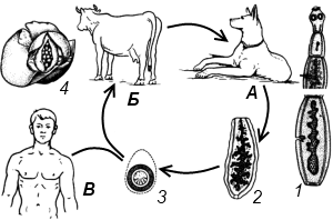 Жизненный цикл развития эхинококка
